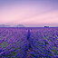 Großes Lavendelfeld mit Lila Himmel