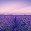 Large lavender field with purple sky
