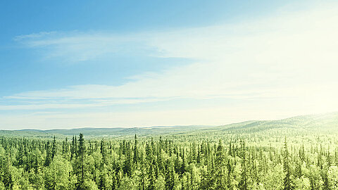 Großer Wald mit blauem Himmel und Sonne